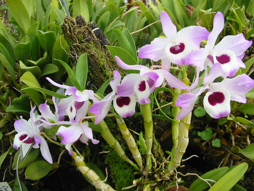 Ежегодното събитие, посветено на орхидеите, ще се състои в Ботаническата градина на БАН от 28 февруари до 8 март