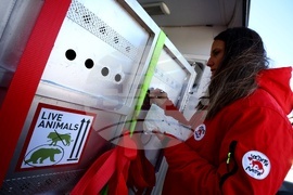 Летище „Васил Левски“ София - диви животни - пристигане