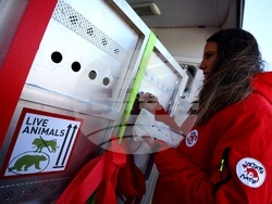 Летище „Васил Левски“ София - диви животни - пристигане