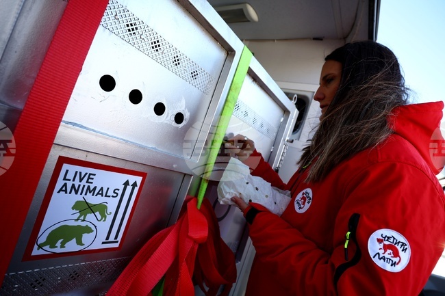 Two Bears Arrive in Sofia from Argentina en Route to New Home in Rila Sanctuary