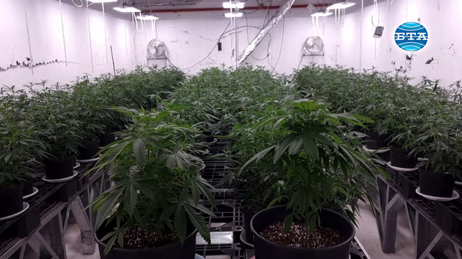 Модерна нарколаборатория за отглеждане на канабис е разкрита на частен адрес между новозагорските села Баня и Асеновец
