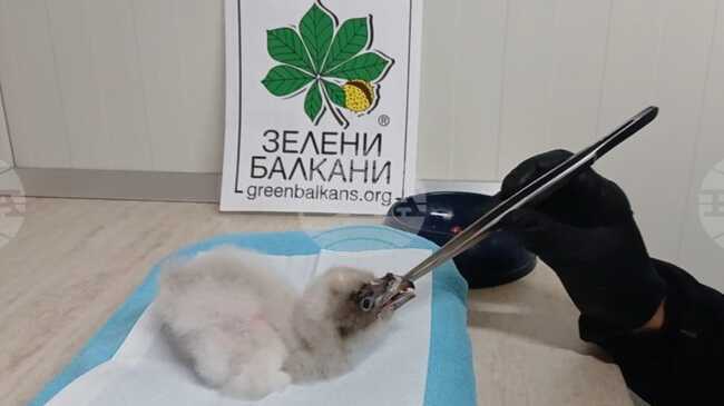 Излюпи се първият за годината малък брадат лешояд по програма за възстановяване на вида