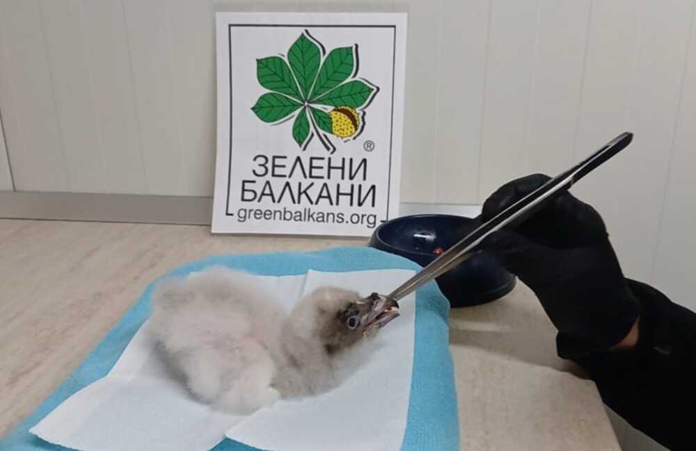 Излюпи се първият за годината малък брадат лешояд по програма за възстановяване на вида