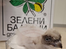 Излюпи се първото малко брадато лешоядче по програмата на „Зелени Балкани“ 