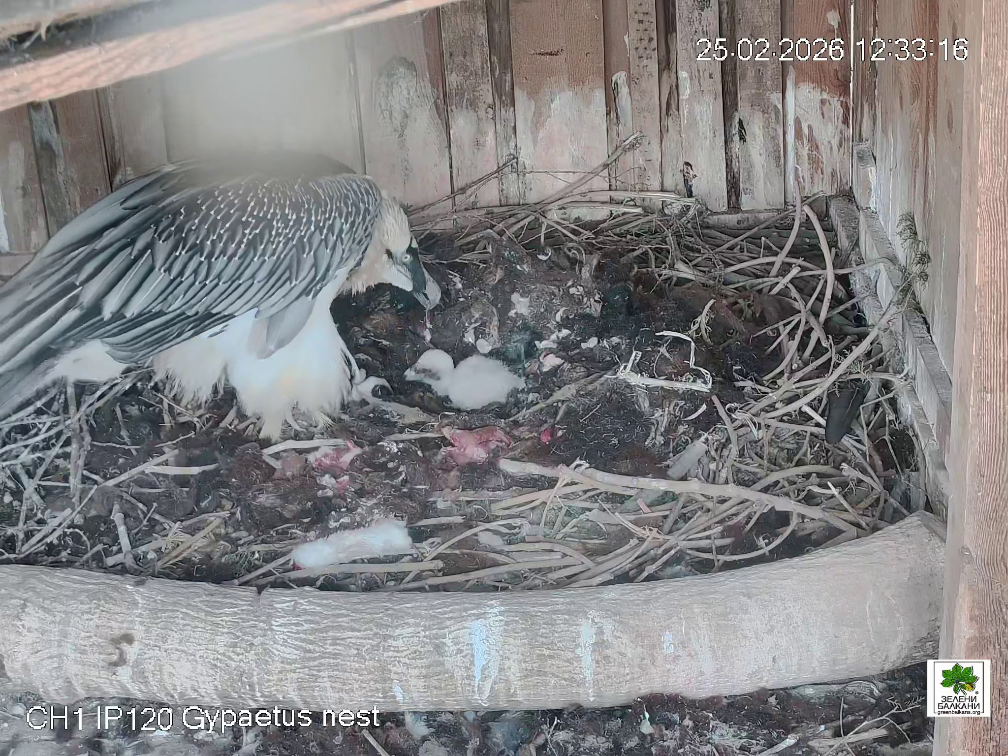 Излюпи се първият за годината малък брадат лешояд по програма за възстановяване на вида