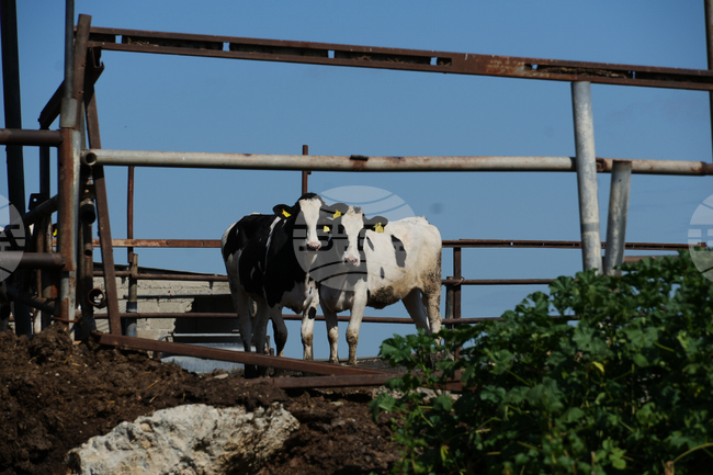 Увеличава се броят на случаите на шап на гръцкия остров Лесбос 