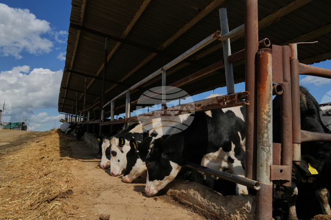 Държави извън ЕС забраняват вноса на месо и животински продукти от Гърция заради епидемията от шап на остров Лесбос