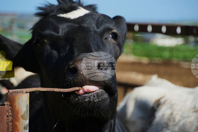 Животновъдите на остров Лесбос ще бъдат напълно обезщетени заради епидемията от шап; потвърден е втори случай на заболяло животно 