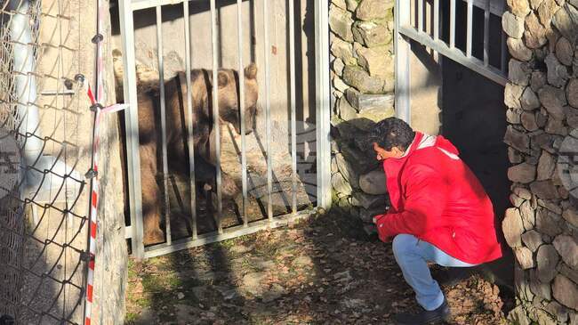 Успешно приключи акцията по транспортиране на две мечки от Аржентина в парка в Белица