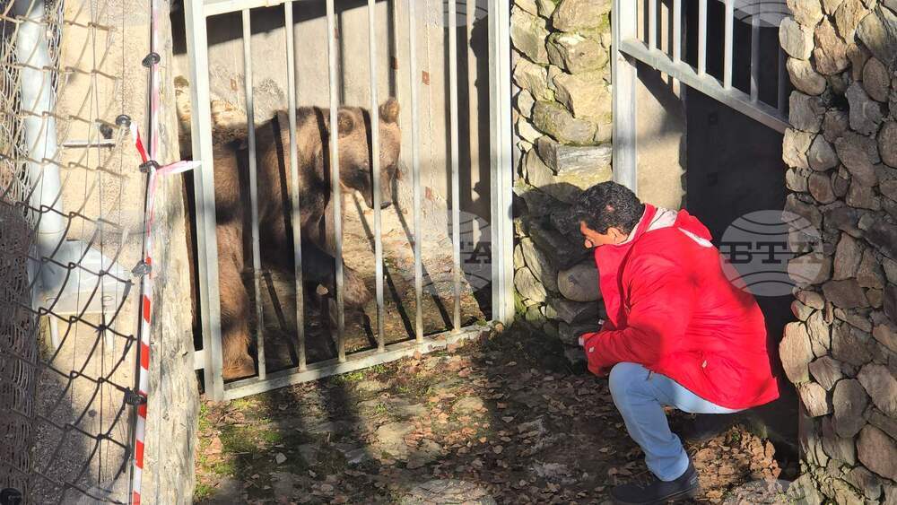 Two Bears Complete Long Journey from Argentina Zoo to Belitsa Sanctuary in Bulgaria