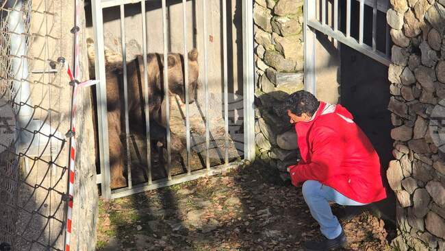Two Bears Complete Long Journey from Argentina Zoo to Belitsa Sanctuary in Bulgaria