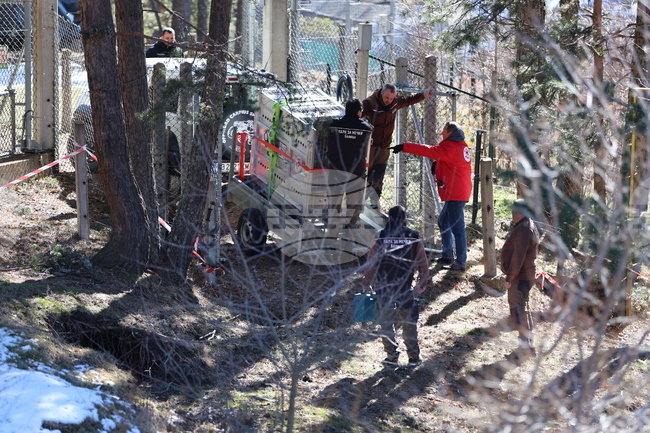 Парк за мечки Белица - спасителна мисия