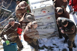 Парк за мечки Белица - спасителна мисия