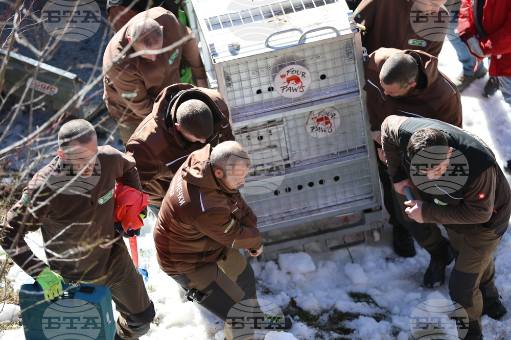 Парк за мечки Белица - спасителна мисия