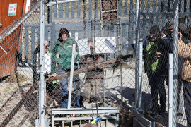 Парк за мечки Белица - спасителна мисия