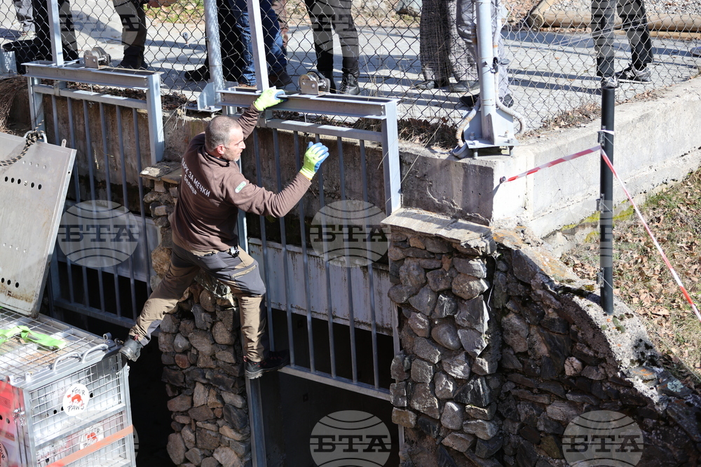 Парк за мечки Белица - спасителна мисия