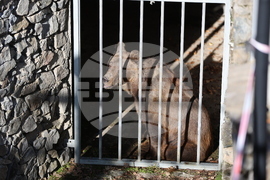 Парк за мечки Белица - спасителна мисия