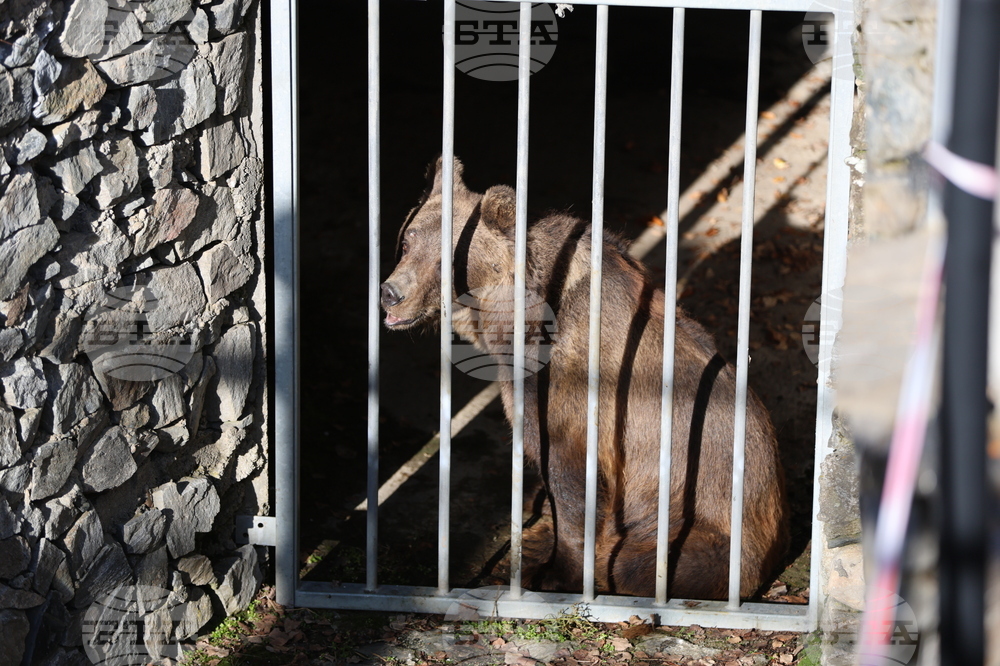 Парк за мечки Белица - спасителна мисия