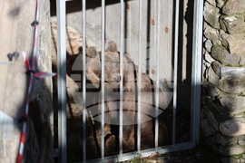 Парк за мечки Белица - спасителна мисия