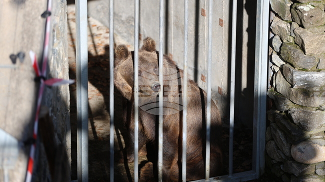 Мечките, които пристигнаха в Белица от Аржентина, се адаптират добре към новия си дом