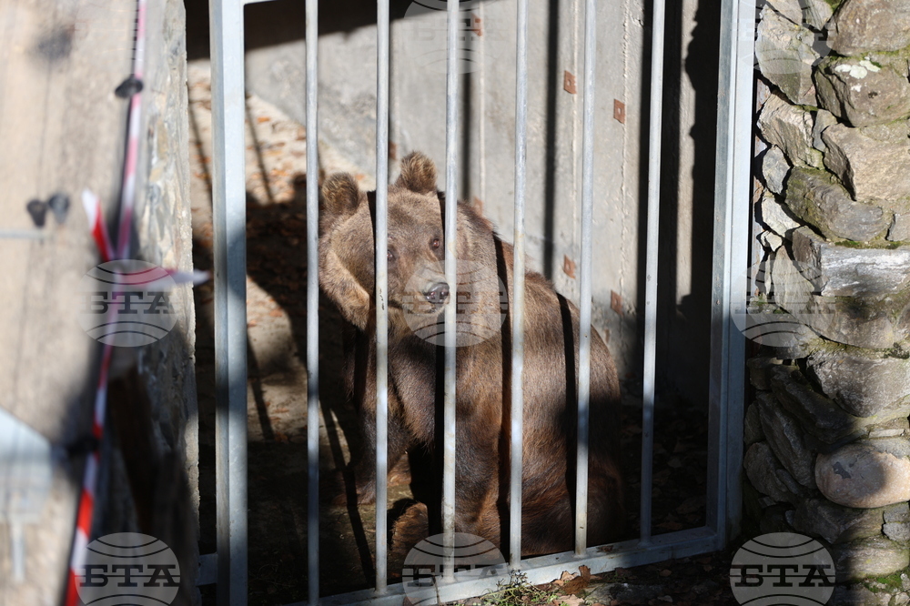 Bears Arriving in Belitsa from Argentina Adapting Well to New Home