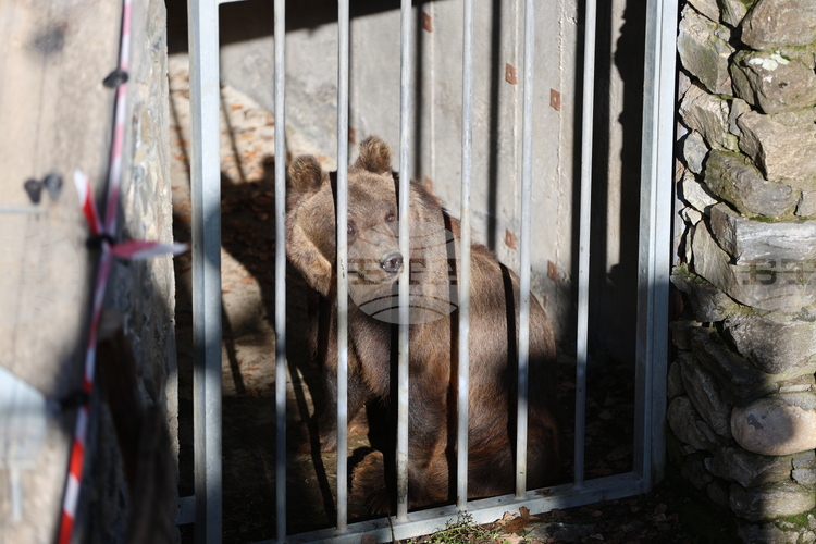 Bears Arriving in Belitsa from Argentina Adapting Well to New Home