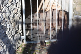 Парк за мечки Белица - спасителна мисия