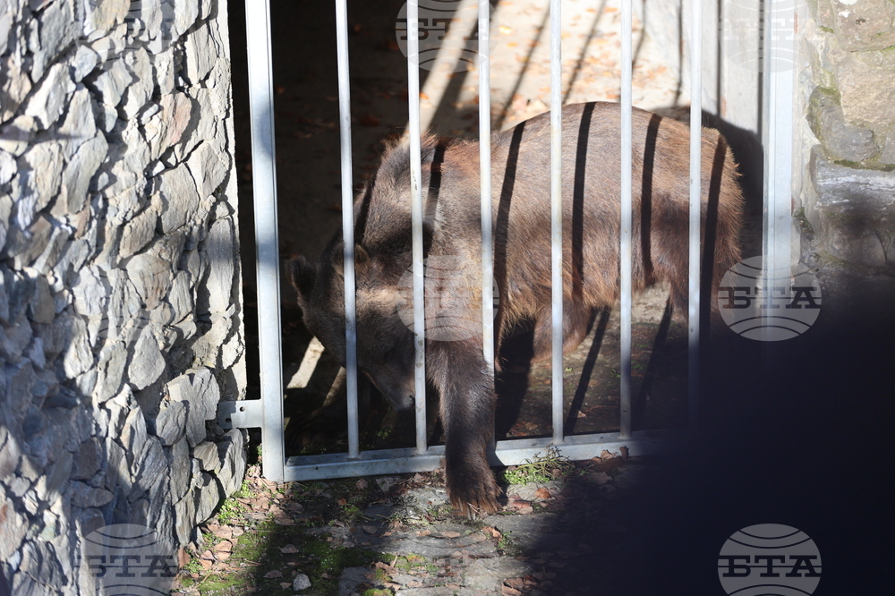 Парк за мечки Белица - спасителна мисия