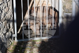 Парк за мечки Белица - спасителна мисия