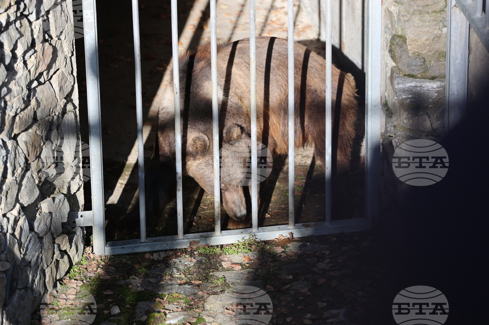 Парк за мечки Белица - спасителна мисия