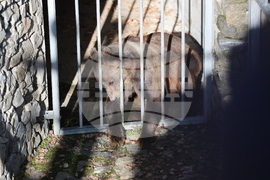 Парк за мечки Белица - спасителна мисия