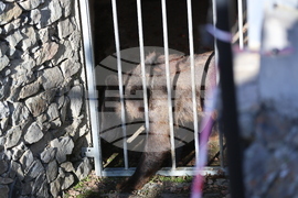 Парк за мечки Белица - спасителна мисия