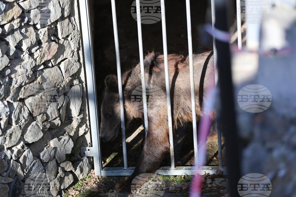 Парк за мечки Белица - спасителна мисия