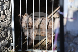 Парк за мечки Белица - спасителна мисия