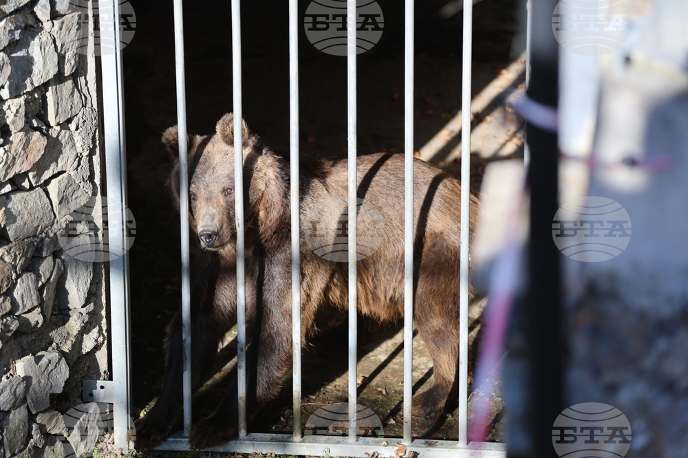 Парк за мечки Белица - спасителна мисия