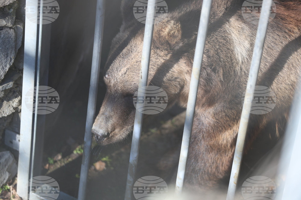 Парк за мечки Белица - спасителна мисия