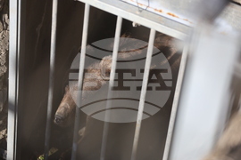 Парк за мечки Белица - спасителна мисия