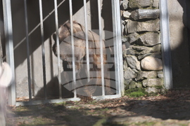 Парк за мечки Белица - спасителна мисия