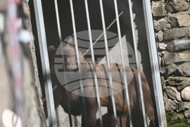 Парк за мечки Белица - спасителна мисия