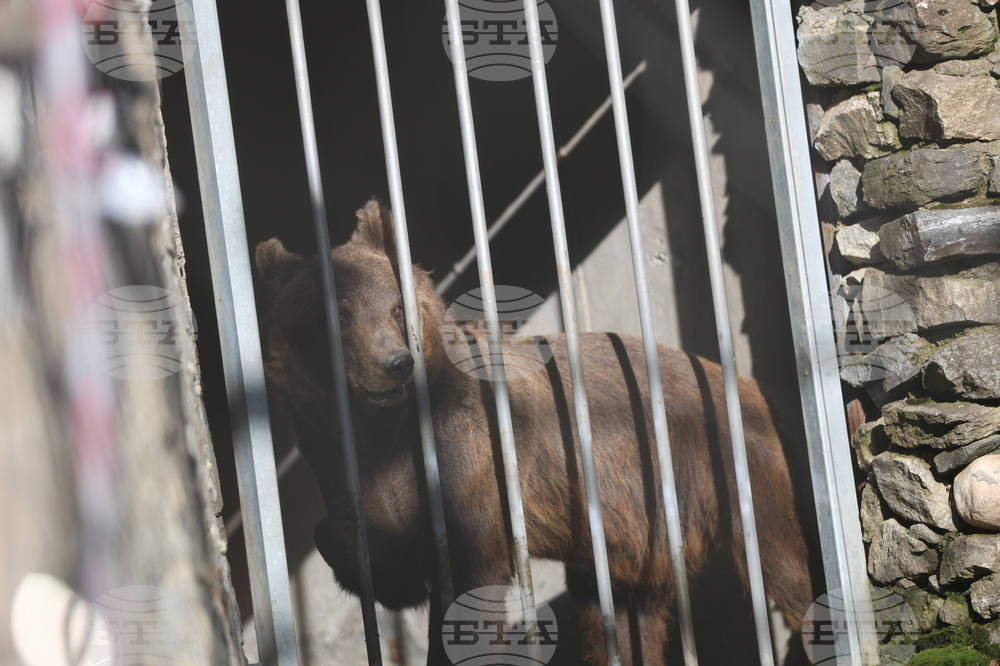 Парк за мечки Белица - спасителна мисия