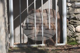 Парк за мечки Белица - спасителна мисия