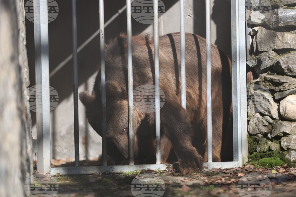 Парк за мечки Белица - спасителна мисия