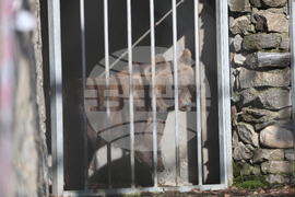 Парк за мечки Белица - спасителна мисия