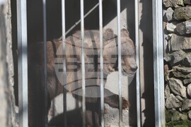 Парк за мечки Белица - спасителна мисия