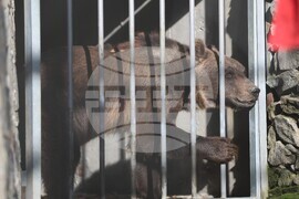 Парк за мечки Белица - спасителна мисия