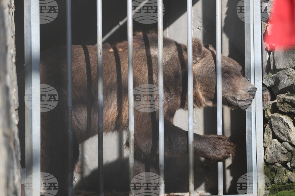 Парк за мечки Белица - спасителна мисия