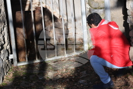 Парк за мечки Белица - спасителна мисия