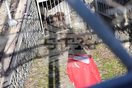 Парк за мечки Белица - спасителна мисия