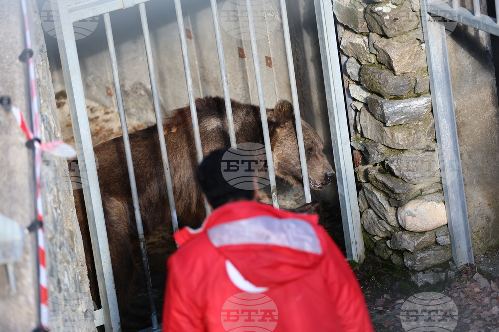 Парк за мечки Белица - спасителна мисия