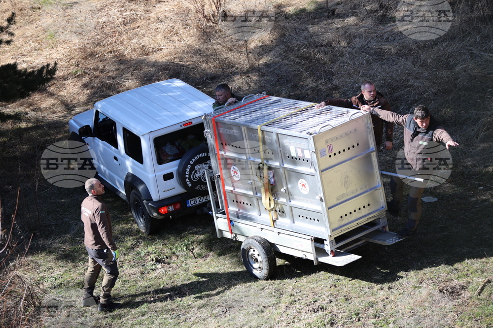 Парк за мечки Белица - спасителна мисия